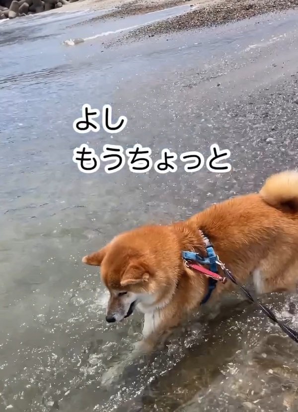 掘り続ける海くん
