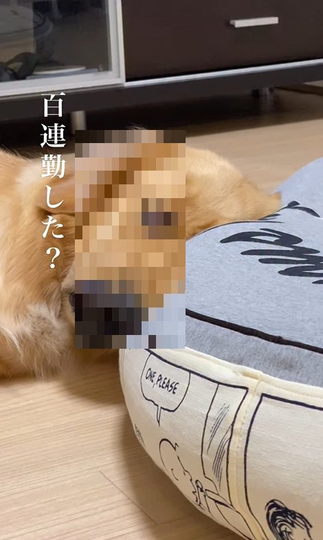 モコちゃんのまさかの表情