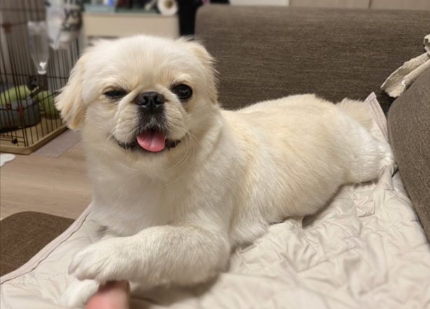 可愛すぎ