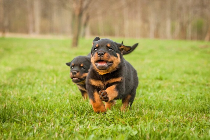 走るロットワイラーの子犬