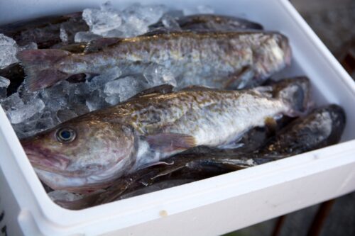 氷で冷やしている鱈