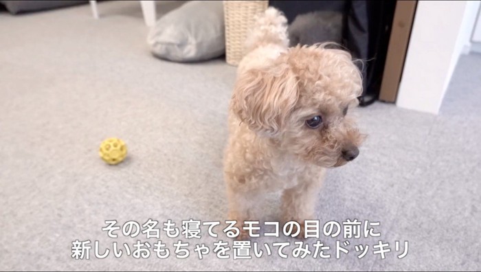 遠くを見つめる犬