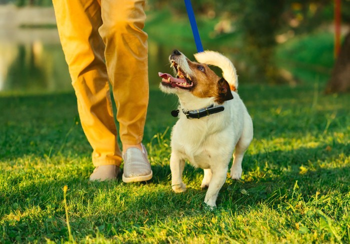 散歩する犬