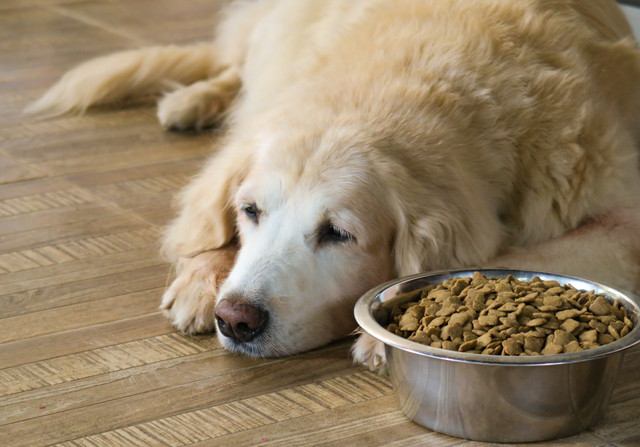 伏せている老犬