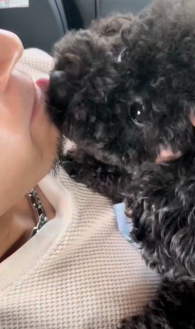 顔を舐める犬