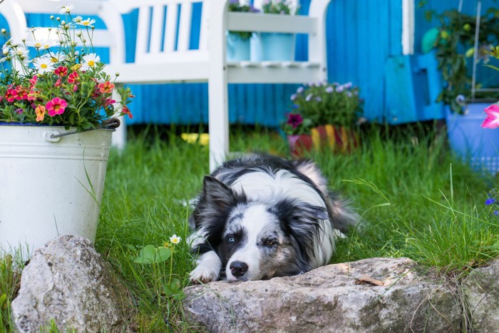 椅子の下で休む犬