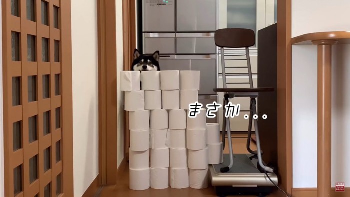 大河くんのトイレットペーパーチャレンジ8