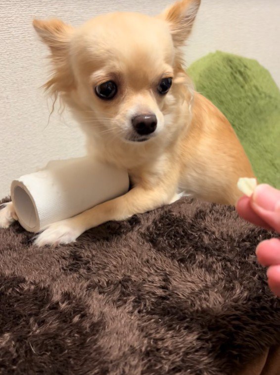 トイレットペーパーを守るジョルノちゃん9