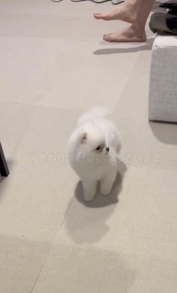 後ろを振り返る犬