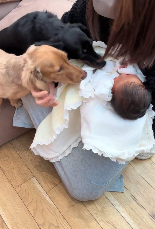 赤ちゃんとワンコ2匹の初対面4