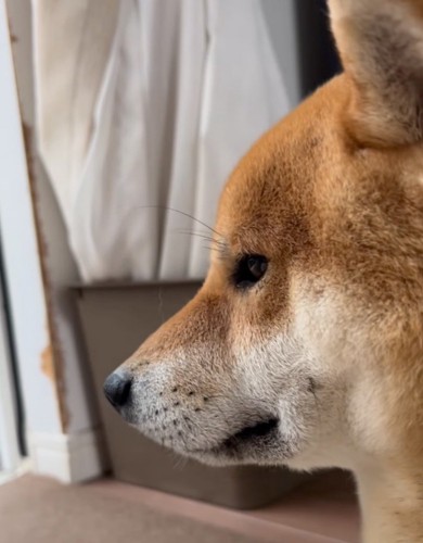 雨の降る外を眺めるとんくん