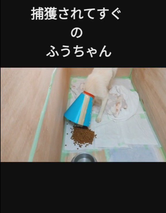 保健所から保護されたふうちゃん