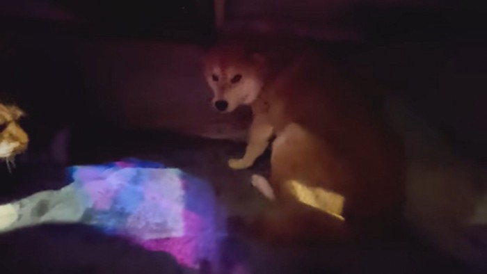 シャンプーをするスティーブくん2