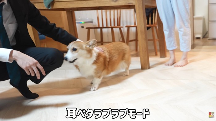 はなちゃんは甘えん坊モード