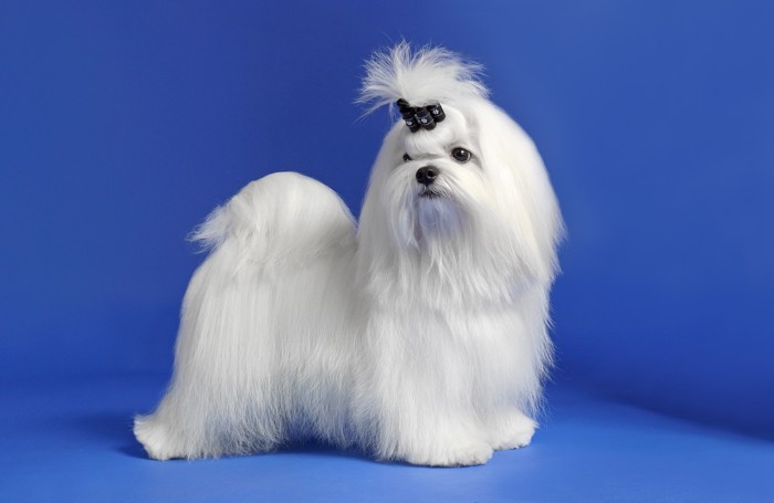 横向きに立っているマルチーズ