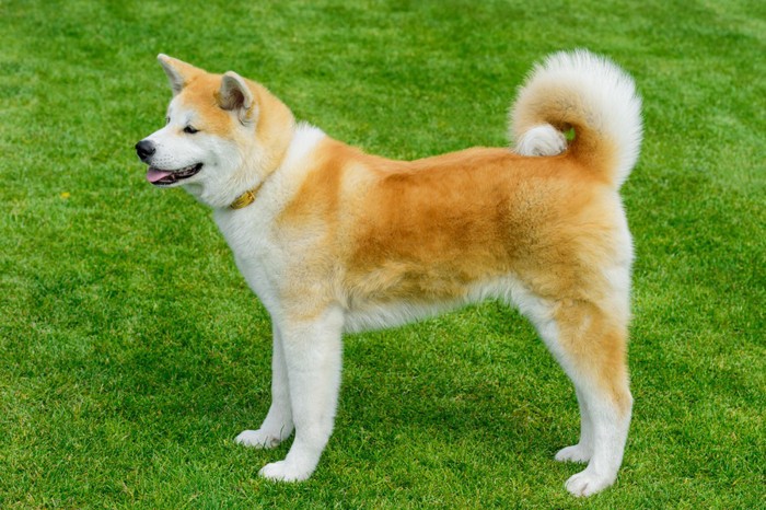 芝生の上に立つ秋田犬