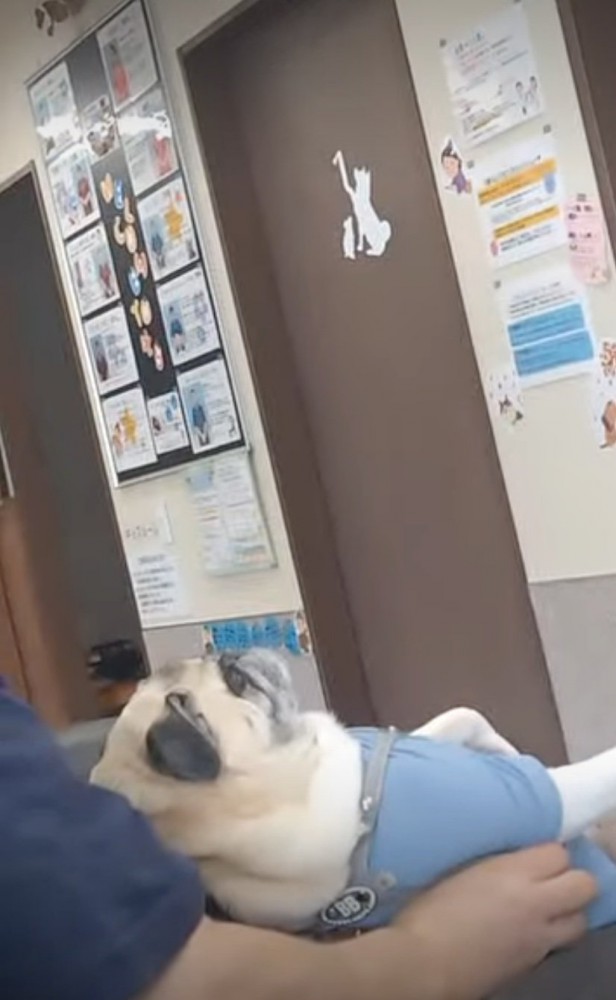 仰向けで膝の上に乗る犬