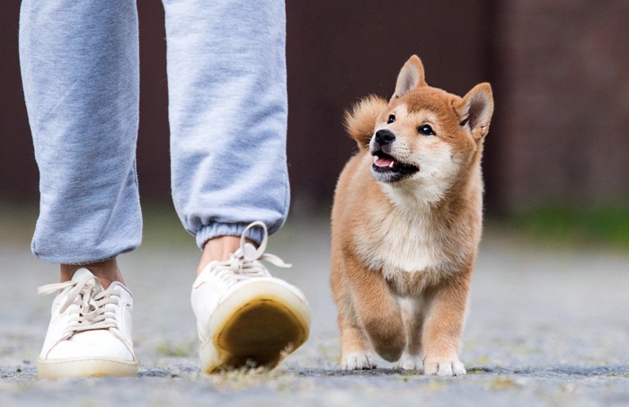 横について歩く子犬