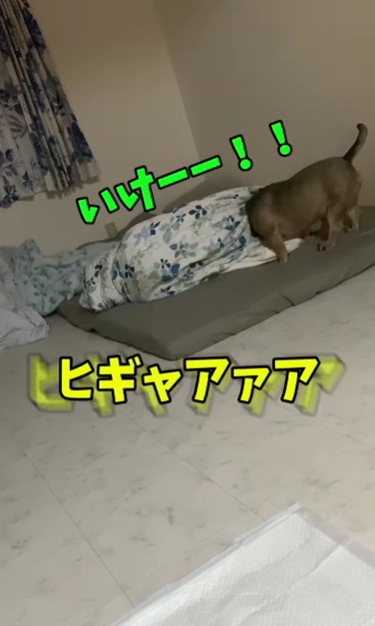 長男くんを襲撃！！