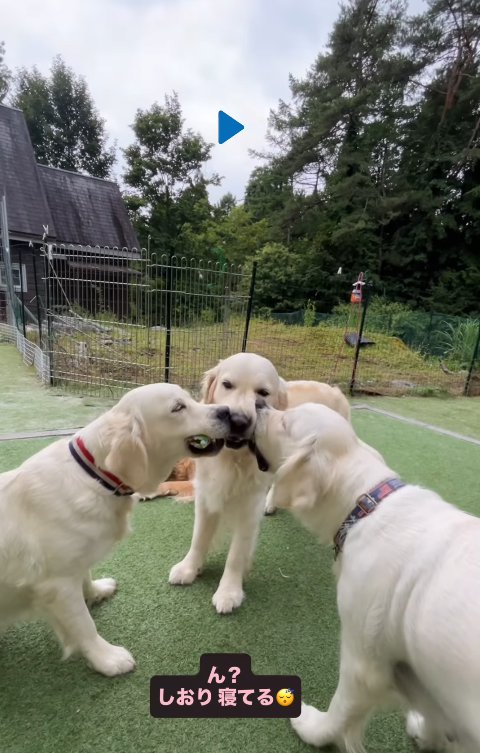 眠たくなる大型犬