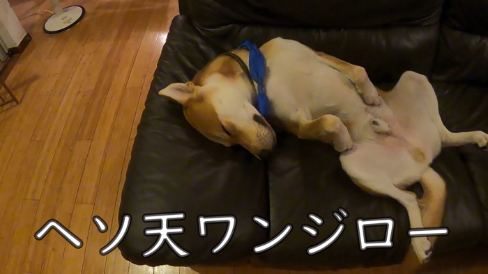 パック中のお母さんを見たワンジローくん⑩