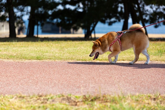 ハーネスを着けて散歩する柴犬