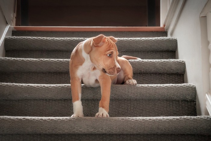 階段を上る犬