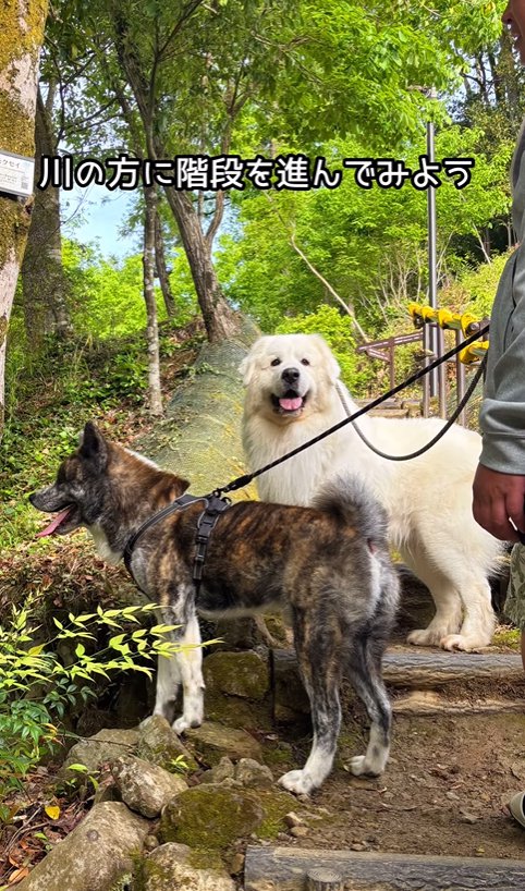 散歩する大型犬と超大型犬