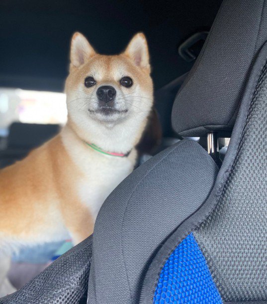 モモちゃんと帰省