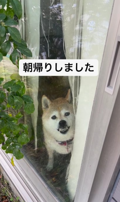 柴犬