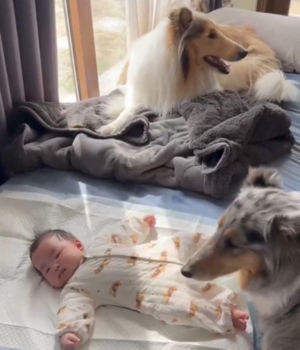 赤ちゃんの周りに集まる2匹の犬