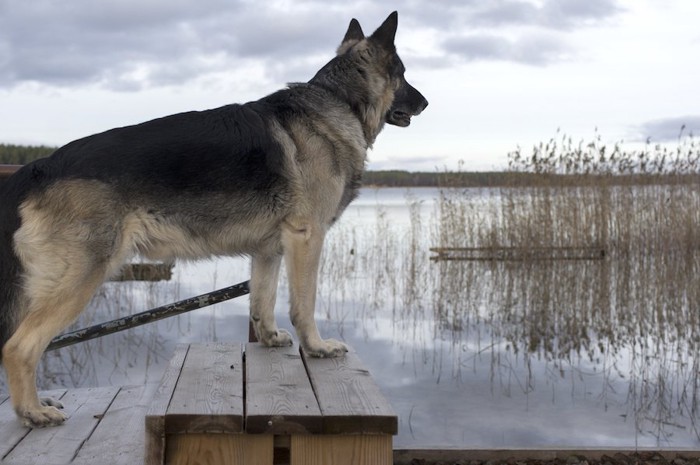 水辺で遠くを見つめる犬