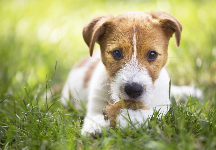 おやつを食べるジャックラッセルテリアの子犬