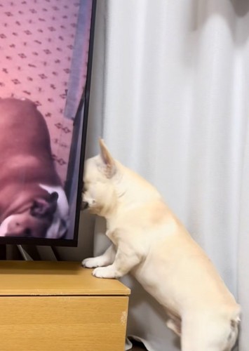 テレビ台の上に身を乗せる犬