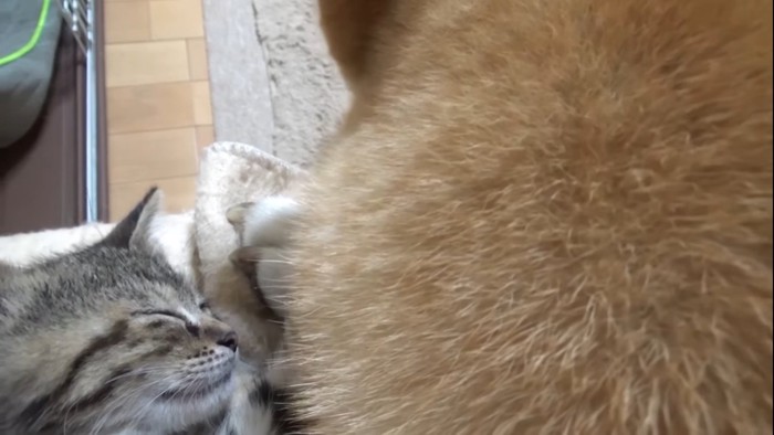 柴犬の後頭部と子猫の寝顔