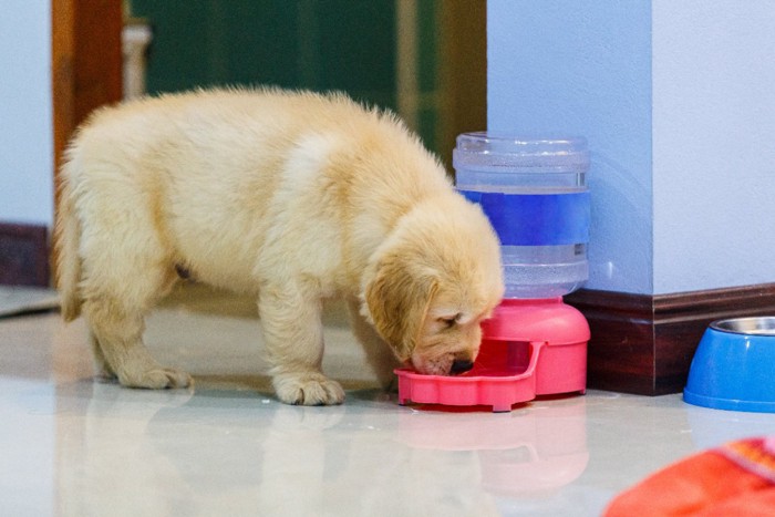 水を飲む子犬