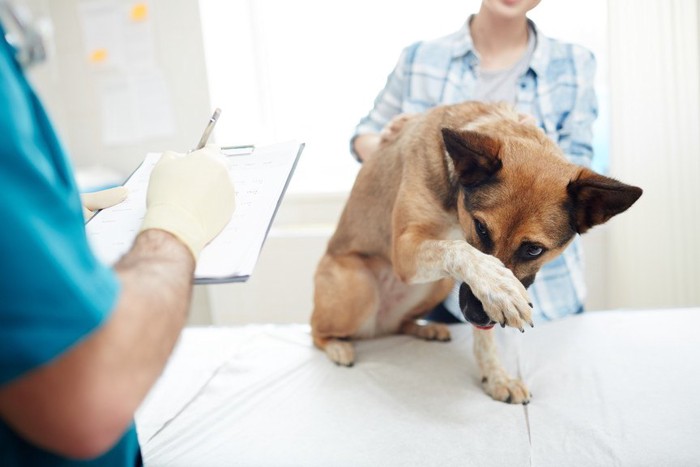 診察を拒む犬