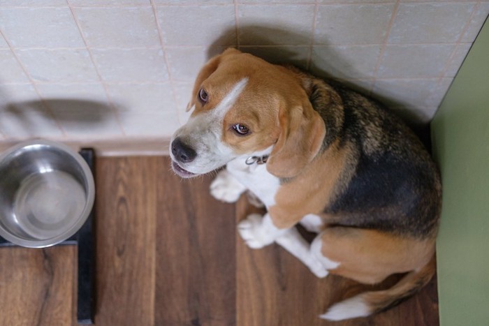 部屋の隅からこちらを見るビーグル犬