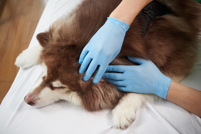 犬の体をチェックする獣医師