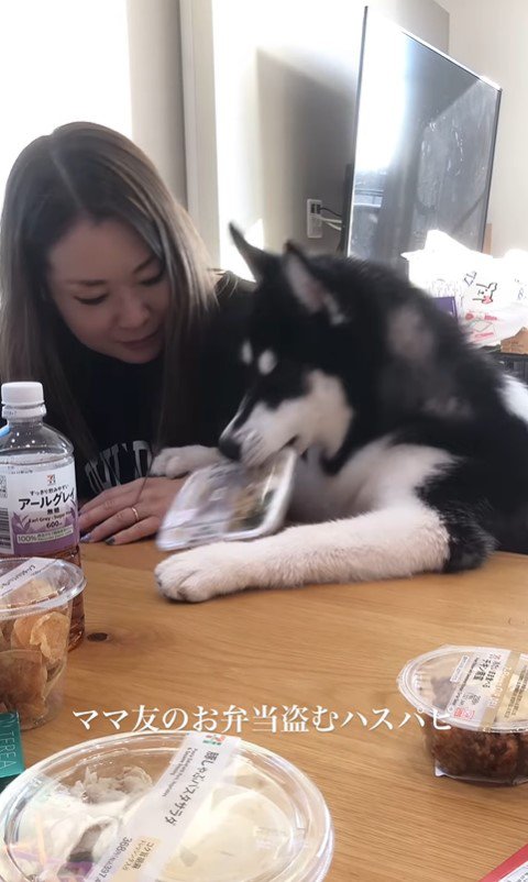 お弁当を盗む豆蔵くん3