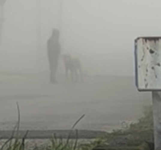 土佐犬