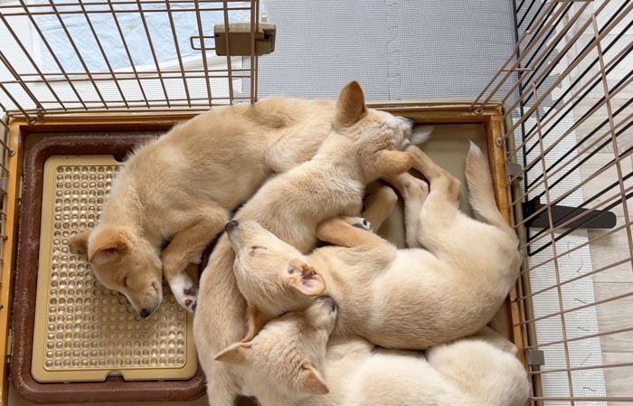 ケージの中で寄り添い合って眠る4匹の子犬