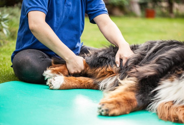 男性になでてもらう犬