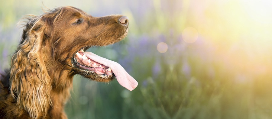 大きく口を開けて舌を出す犬