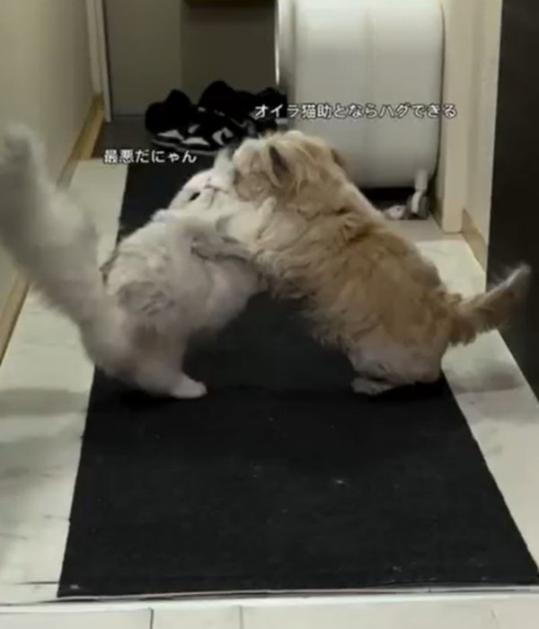 くっつく猫と犬