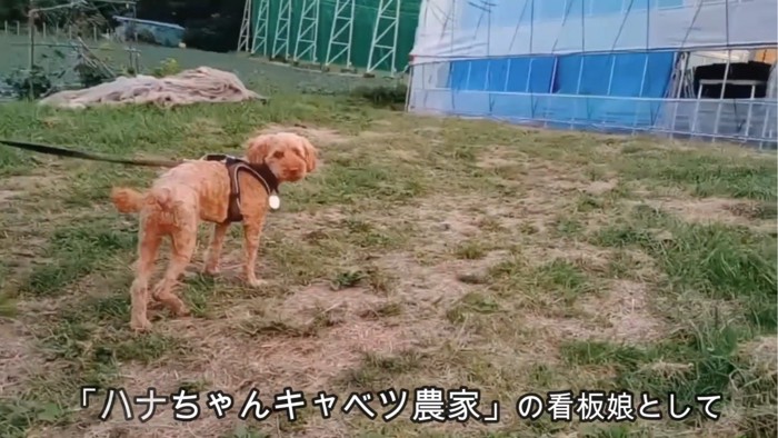 振り向く犬