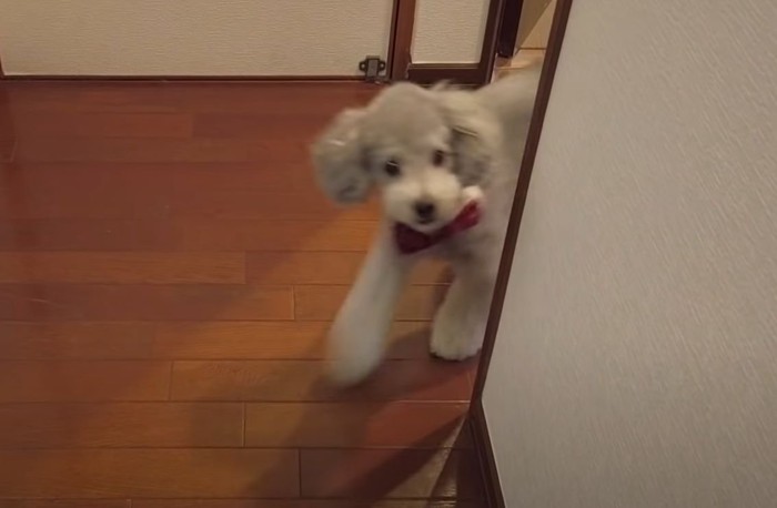 角から出てくる犬