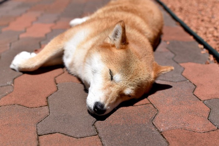 日向ぼっこする犬