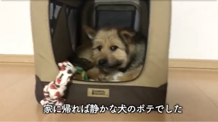 ハウスの中でくつろぐ犬