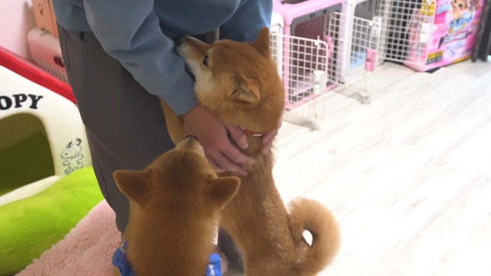 お兄ちゃんが帰省した時の豆柴4兄妹7
